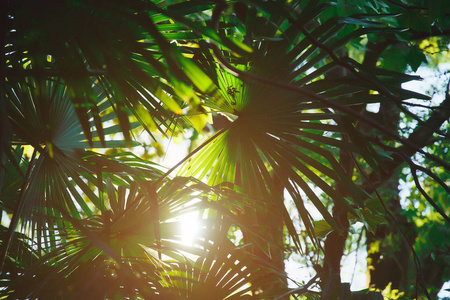明亮的棕榈树。 夏天的太阳。 度假度假胜地