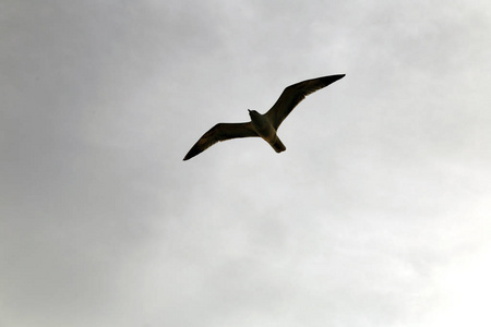鸟海鸥在伊斯坦布尔的天空中飞翔