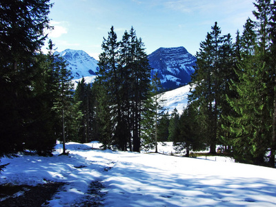 瑞士圣加伦州阿尔普斯坦山脉山坡上的树木和针叶林
