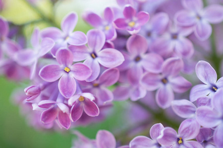 春天盛开的树枝。 特写大朵紫丁香紫色花，背景模糊。 花卉自然背景春季季节。
