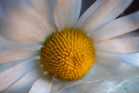 花园里浪漫的白色雏菊花装饰