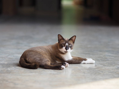 坐在水泥地板上的猫宠物动物