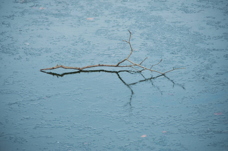 冰冻河流水面上树枝的特写