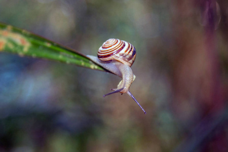 自然场景。 草叶上的小蜗牛探索环境。