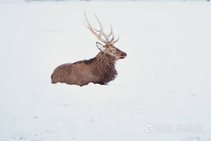 高贵的梅花鹿日本花斑鹿躺在白色背景的雪地上