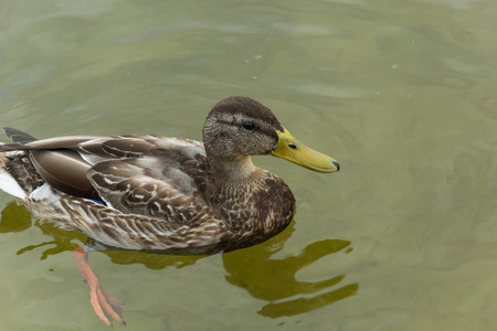 雌性棕色野鸭漂浮在水中特写镜头
