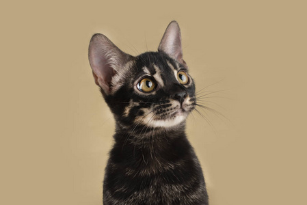 Bengal猫光隔离背景肖像