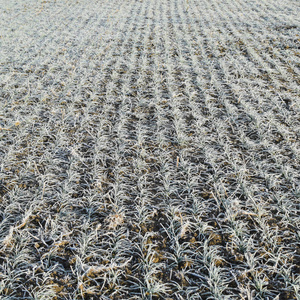 冬小麦田。 小麦芽叶上的霜冻。