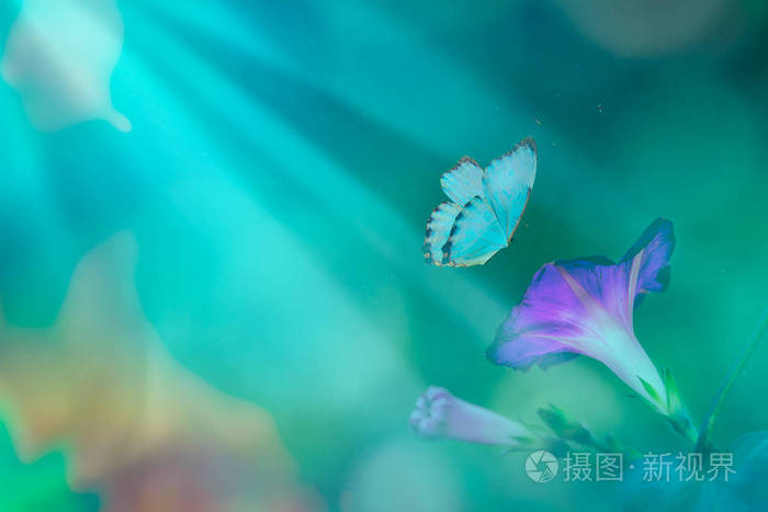 月光下的花朵紫罗兰和飞舞的蝴蝶.