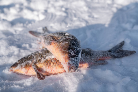 在冬天从冰上钓鱼。鲜鱼