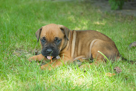棕色拳击手小狗躺在草地上，嘴里插着一根棍子