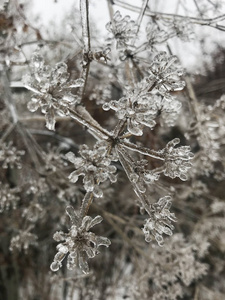 上一棵树在冬天冰的特写图片