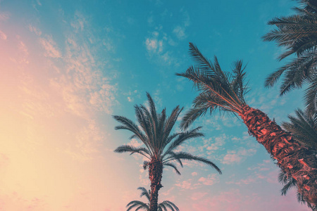 一排热带棕榈树映衬着夕阳的天空..高大棕榈树的剪影。热带夜景。颜色梯度