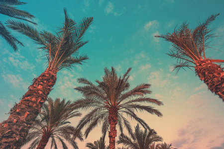 一排热带棕榈树映衬着夕阳的天空..高大棕榈树的剪影。热带夜景。颜色梯度