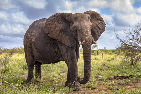 在南非克鲁格国家公园的热带草原上行走的非洲象