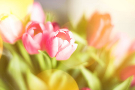 郁金香在阳光下，春天的节日和生日礼物风格的概念