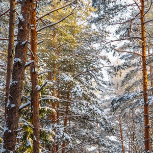白雪覆盖的树木被阳光照亮。阳光明媚的一天，冬天的森林下雪。