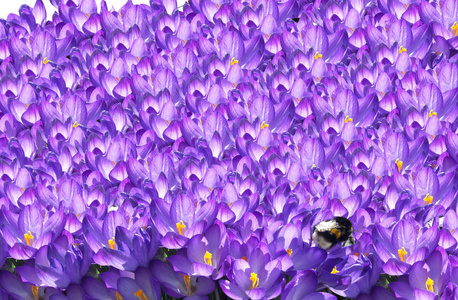 春天番红花紫花