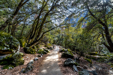 美国加州约塞米蒂国家公园森林徒步旅行小径