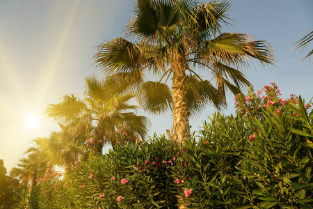 热带棕榈树与阳光在日落的天空。暑假与自然旅行冒险理念