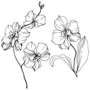 在白色上分离的矢量单色兰花。 雕刻的水墨艺术。