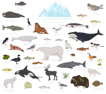 冰原和极地沙漠生物群落。 陆地生态系统世界地图。 北极动物鸟类鱼类和植物的信息设计。 矢量插图