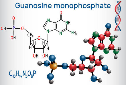 鸟苷单磷酸GMP分子是一种磷酸酯，与RNA中的核苷鸟苷单体有关。 结构化学公式和分子模型。 矢量插图