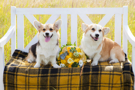 威尔士科吉彭布鲁克的两只狗坐在白色的长凳上, 在笼子里格子, 它们之间有一个婚礼花束
