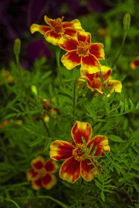 万寿菊花招牌，万寿菊花