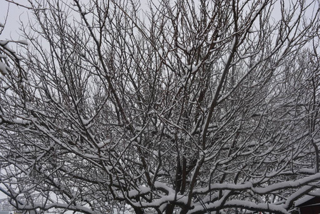 树枝和树枝在冬天的街道上美丽的雪，白雪覆盖的冬天，白雪覆盖