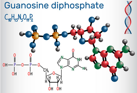 鸟苷二磷酸GDP分子..结构化学式和分子模型..矢量图象