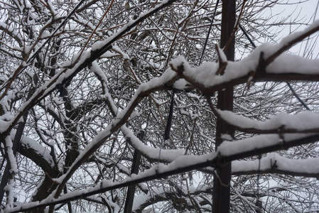 树枝和树枝在冬天下美丽的雪在街道上白雪覆盖冬天白雪覆盖