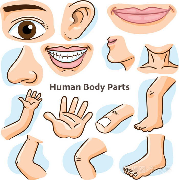 人体部位不同部位的身体进行教学. 身体细节卡通平面设计矢量插图.