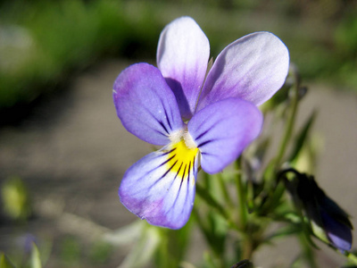 野花和花园花