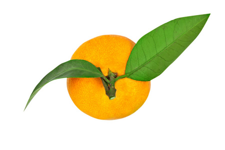在白色背景查出的绿叶的橘子或克莱门汀