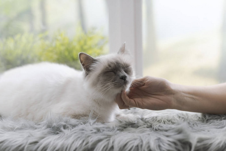 一只美丽的猫躺在一扇窗户旁边的毛茸茸的地毯上，一个女人正在抚摸她