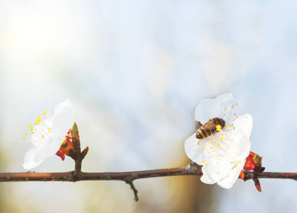 樱花蜜蜂飞向洁白的花朵图片