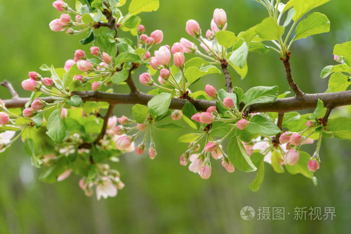 阴天开花野苹果树对春林的枝条美丽的自然背景选择性聚焦