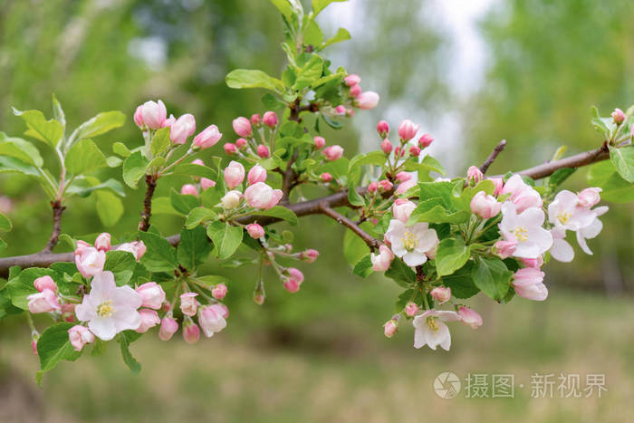 阴天开花野苹果树对春林的枝条. 美丽的自然背景. 选择性聚焦
