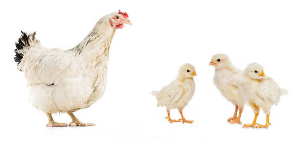 三只鸡和母鸡被隔离在白色上