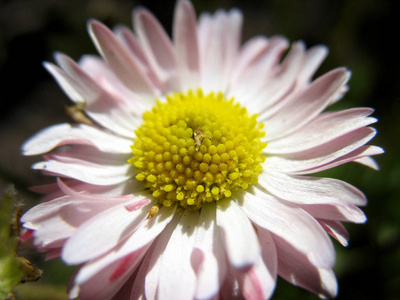 野花和花园花