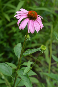 紫锥菊拉丁名称紫锥菊