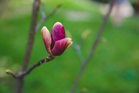 盛开的花朵靠近。 春天来了。 软焦