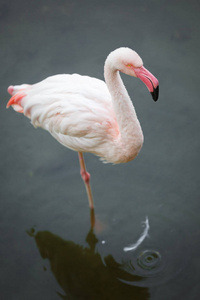 晚上，粉红色的火烈鸟站在水里的一条腿上