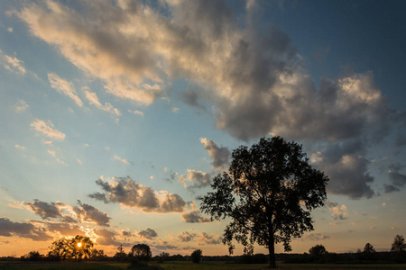 草地上一棵大橡树的剪影，蓝天上的夕阳和云彩
