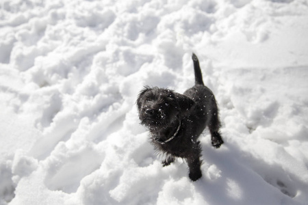 迷你雪纳瑞小狗在雪地里玩耍