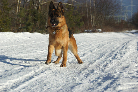 寒冷的天气，德国牧羊犬在雪地上奔跑