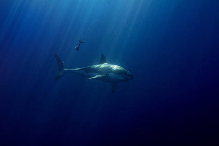 在深蓝色的海洋背景下来到你身边的大白鲨