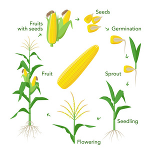 玉米植物生长信息图元素从种子到果实, 成熟玉米耳朵。幼苗, 发芽, 种植, 开花。向量百科全书例证。平面设计中的玉米生命周期