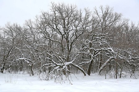 冬天森林里白雪皑皑的橡树